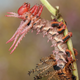 Illustration for article titled The Strange Cuteness of Insect Portraits